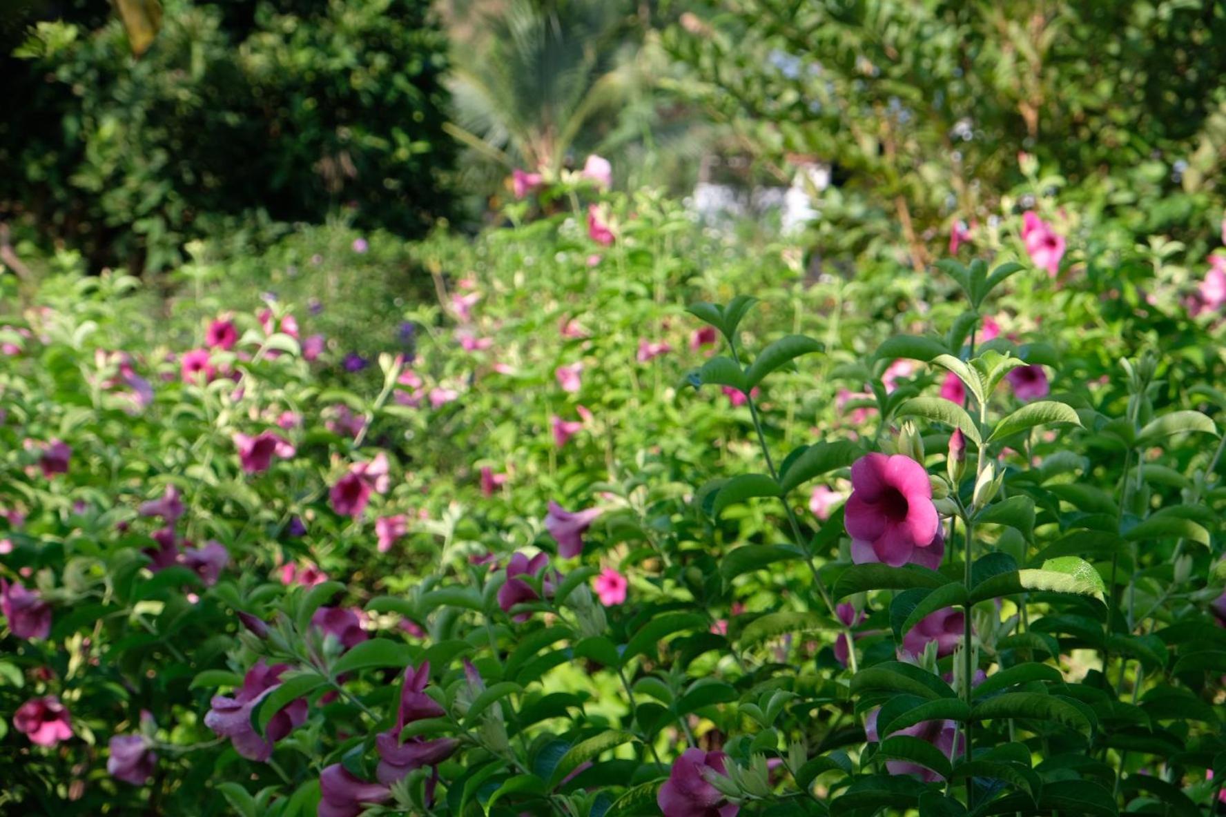 Bungalow - Farmstay Hoa Rung U Minh Cà Mau 외부 사진